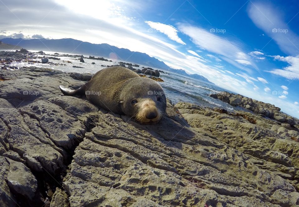 Resting seal. A sleepy seal in the Kaikoura Seal Colony, New Zealand