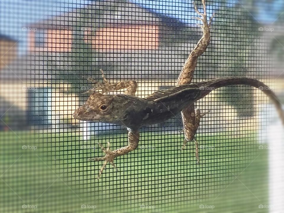 Joe the gecko. morning friend