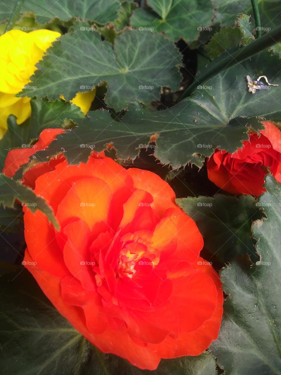 Orange begonias with a pop of yellow and dark green leaves and light orange undertones 