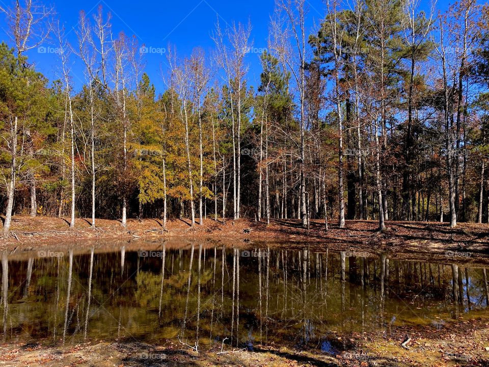 White Tree Reflections 