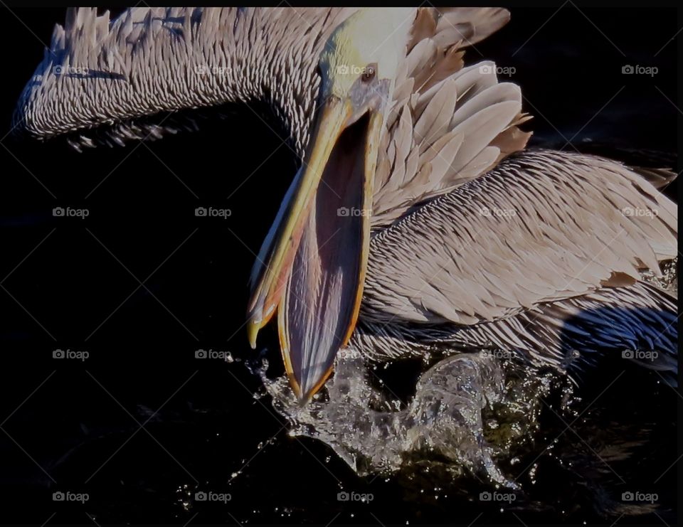 Pelican trying to catch fish