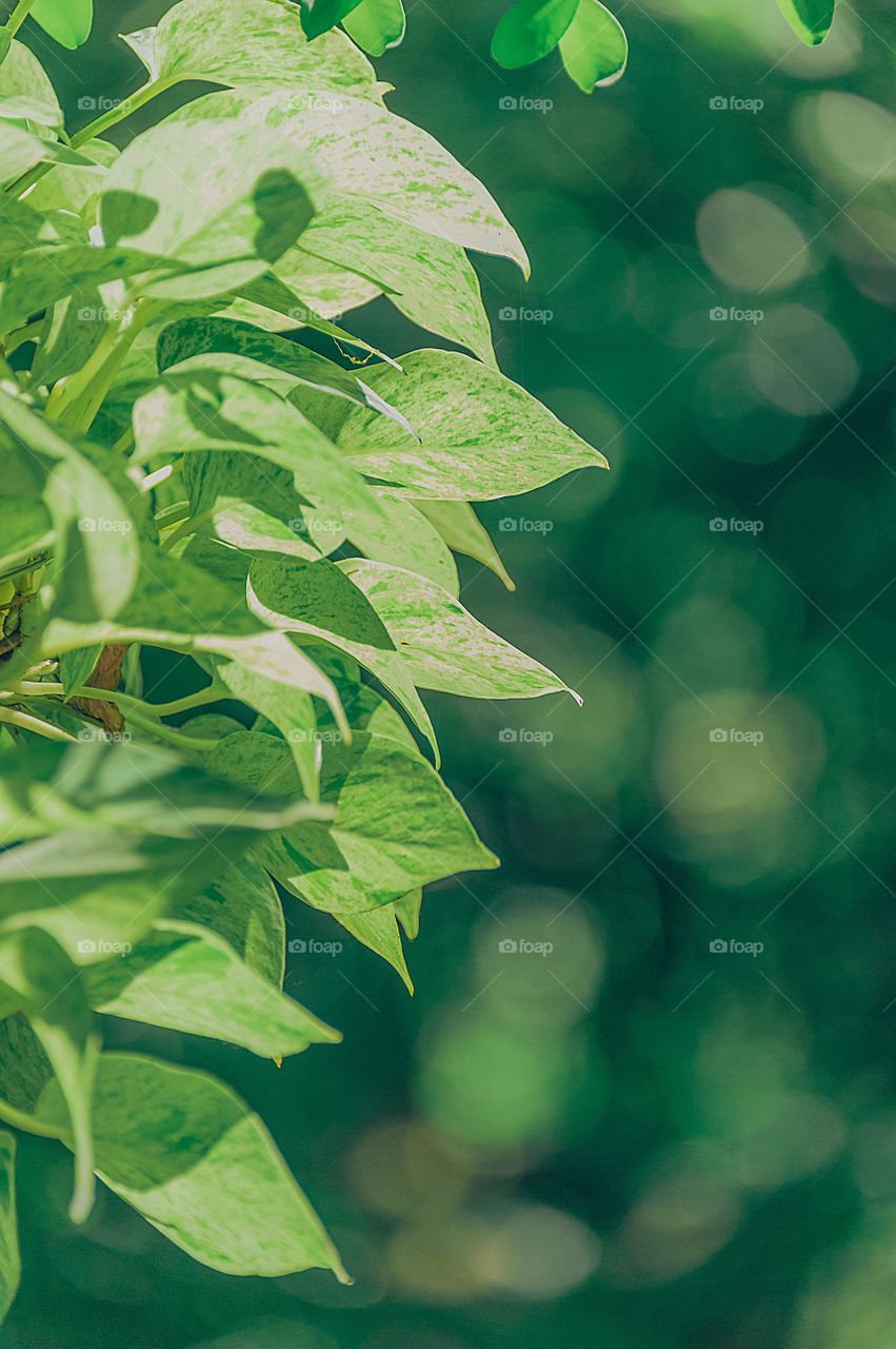 the green leaves