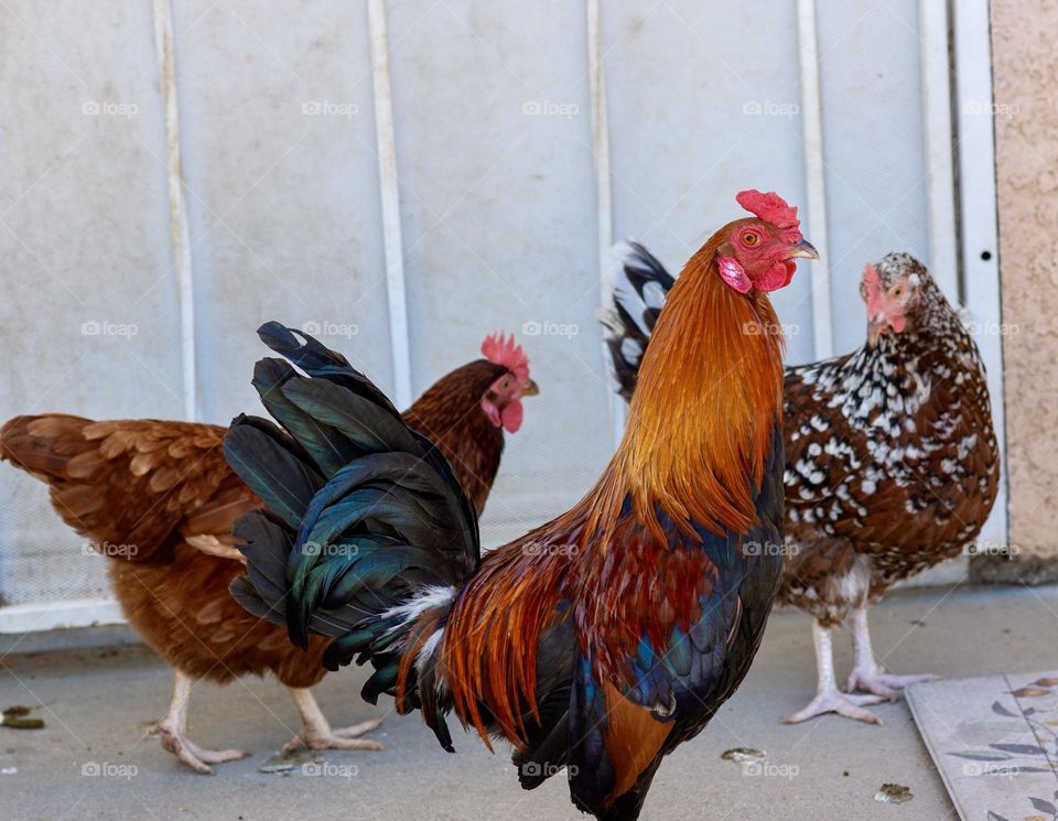A  free range rooster and two of his hens outside 