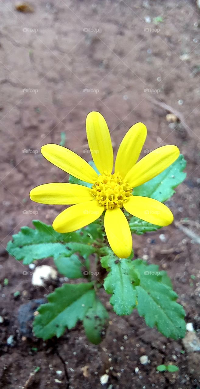 Senecio leucanthemifolius