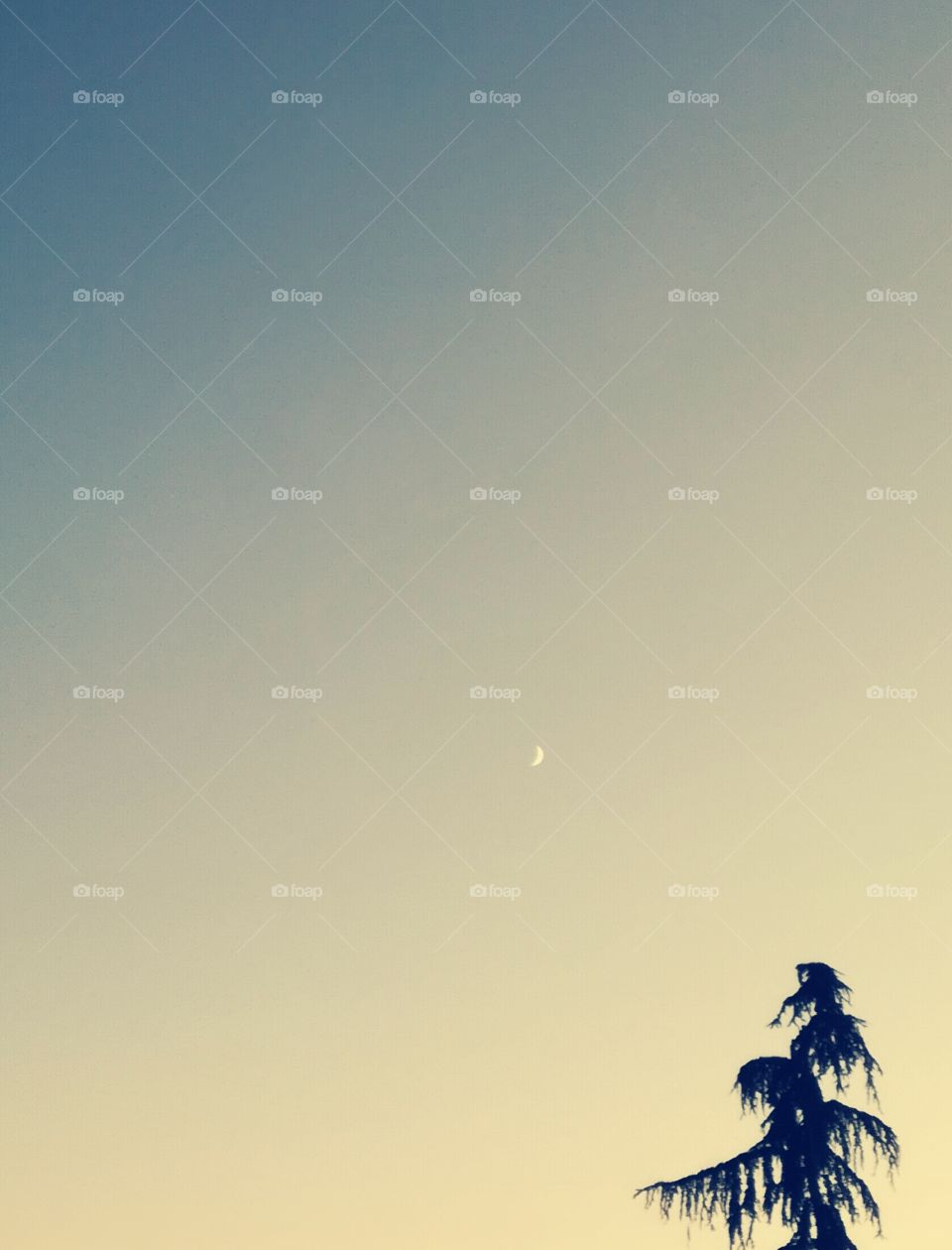 lune, moon,sapin ,tree