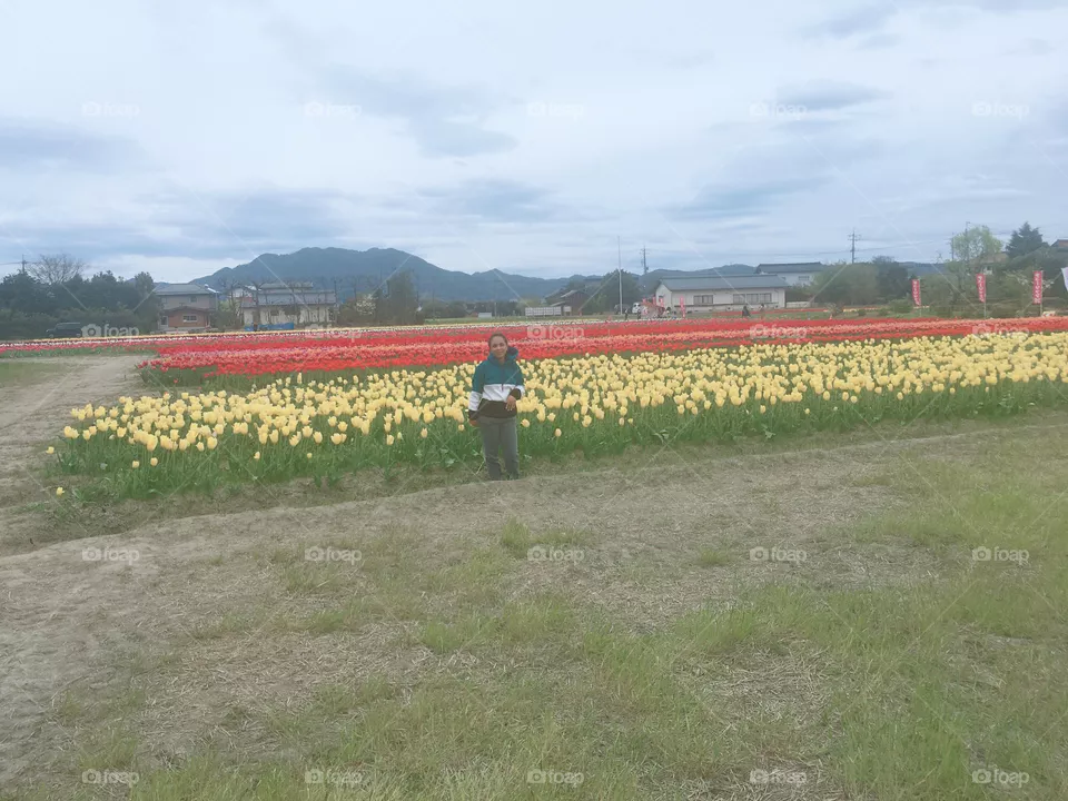 Tulipas