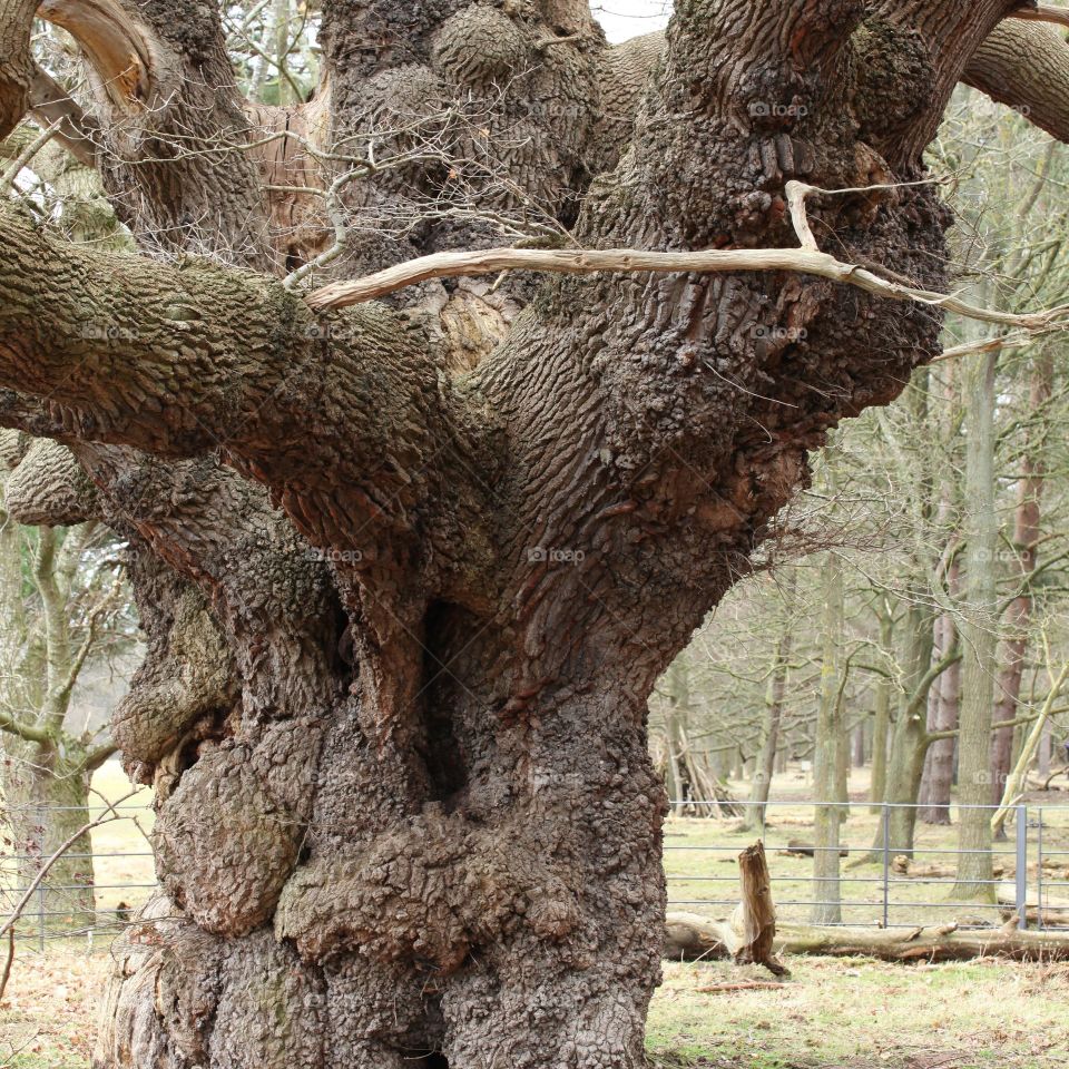 Old Oak Tree.