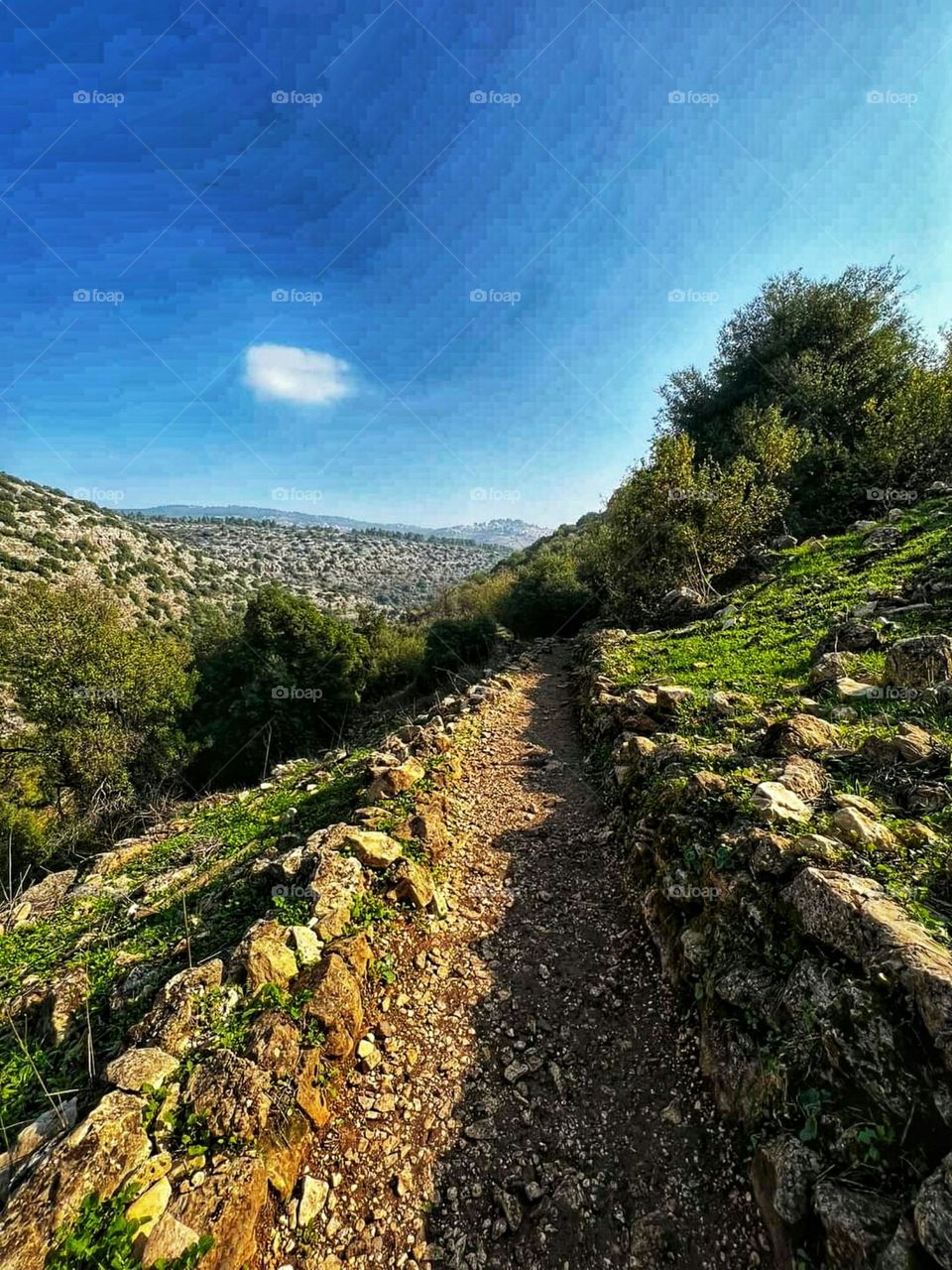 Nature  north Palestine