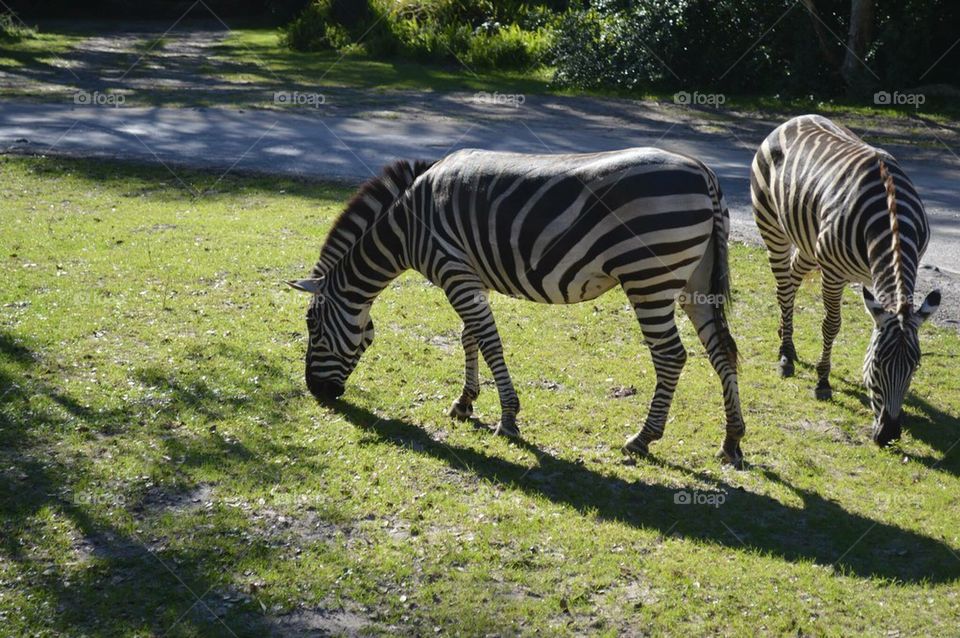 Zebras