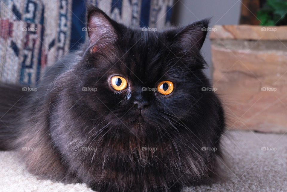 Black Persian Cat Sitting in Floor Looking into Camera 