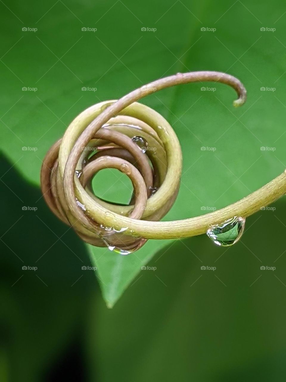 spiral mustache creeper plant