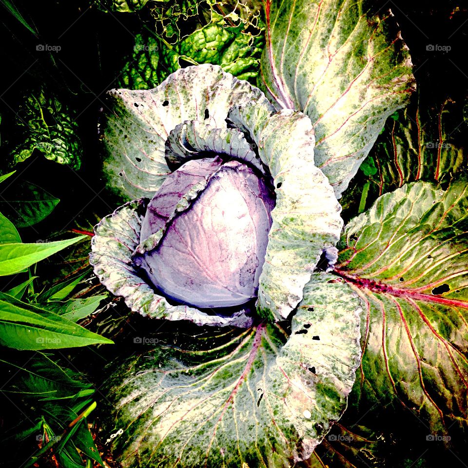 Purple Cabbage. Purple cabbage waiting for harvest
