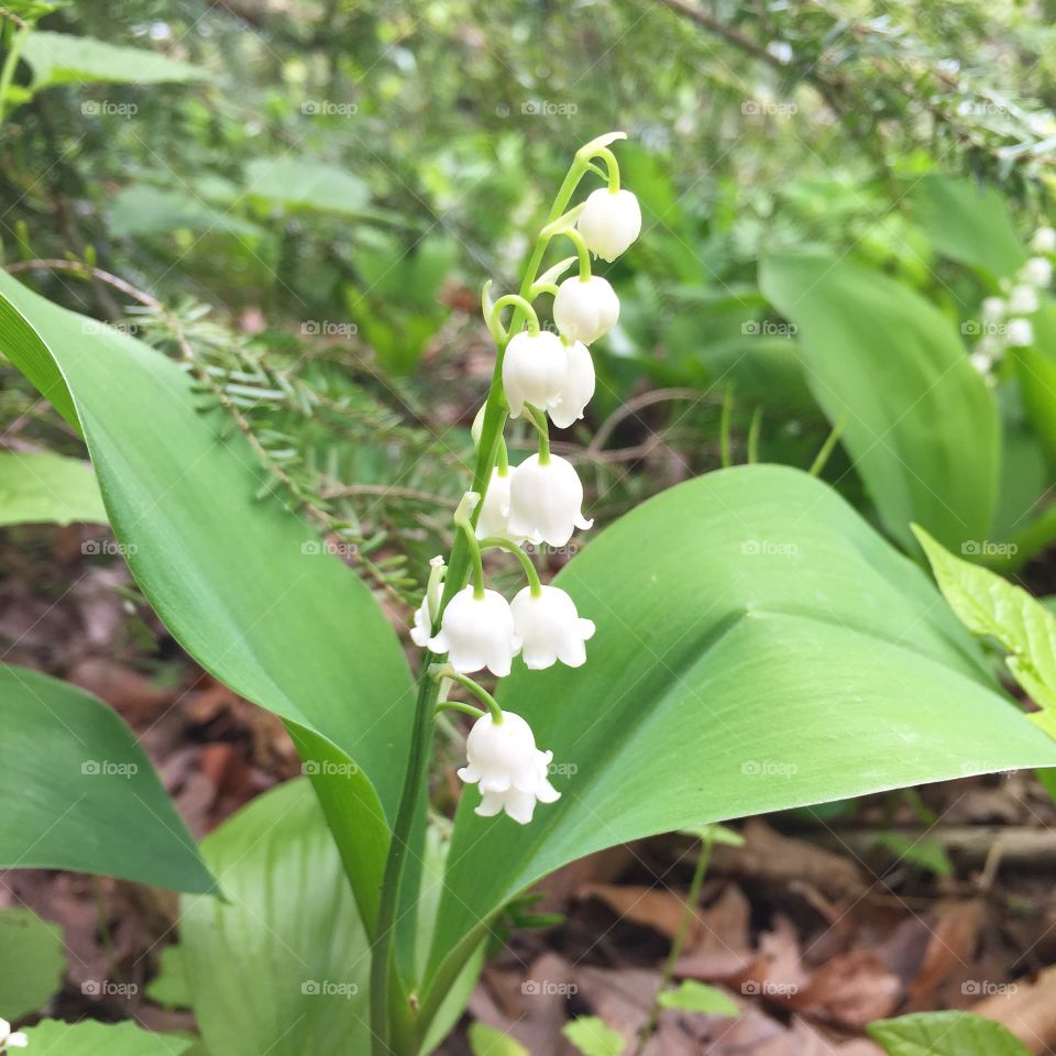 Lily of the Valley