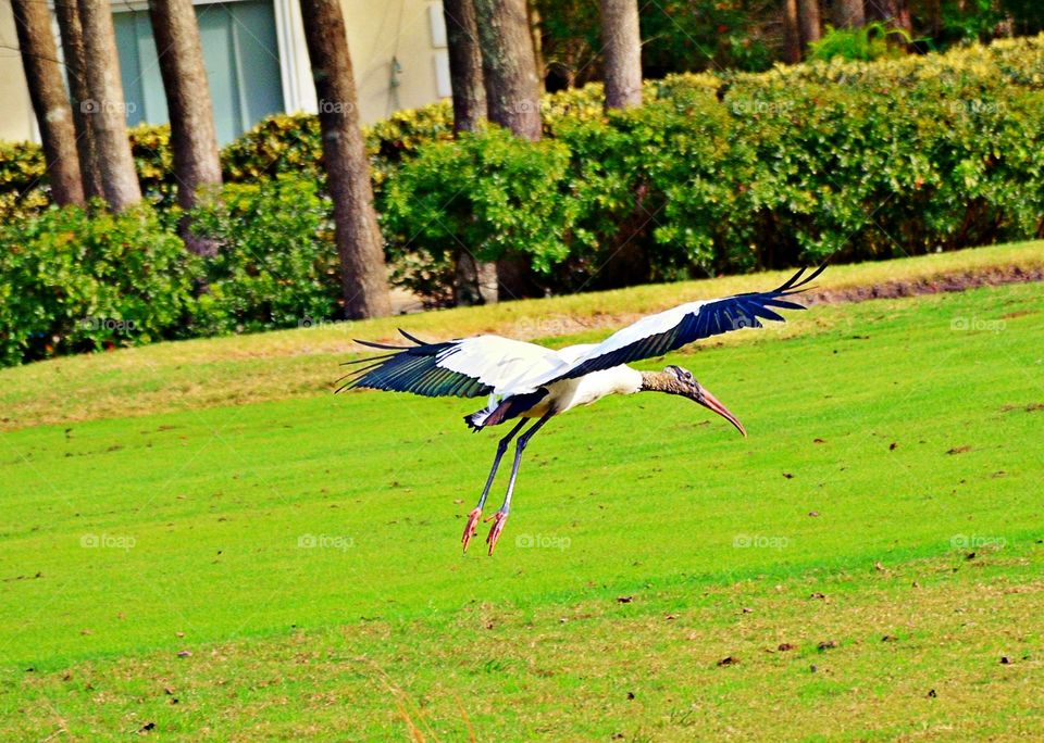 Bird flying over grassy land