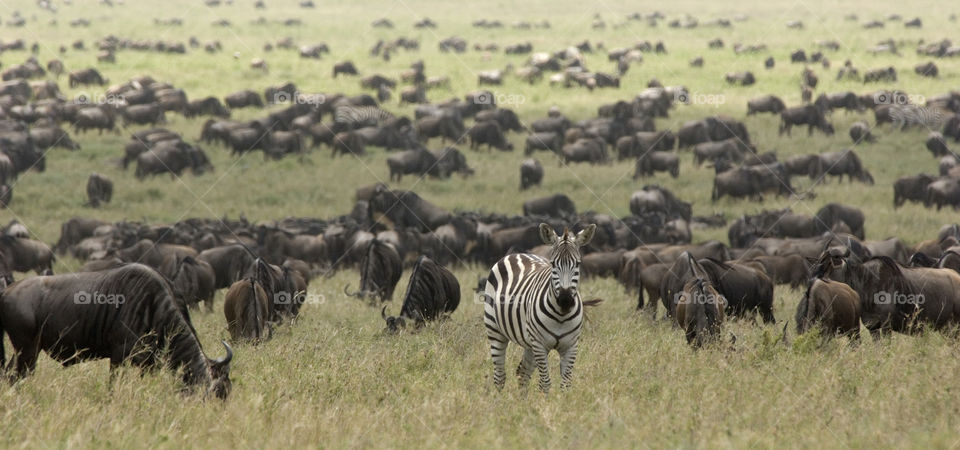 A herd of wildebeest and in the middle a Zebra in Serengeti National Park in Tanzania.