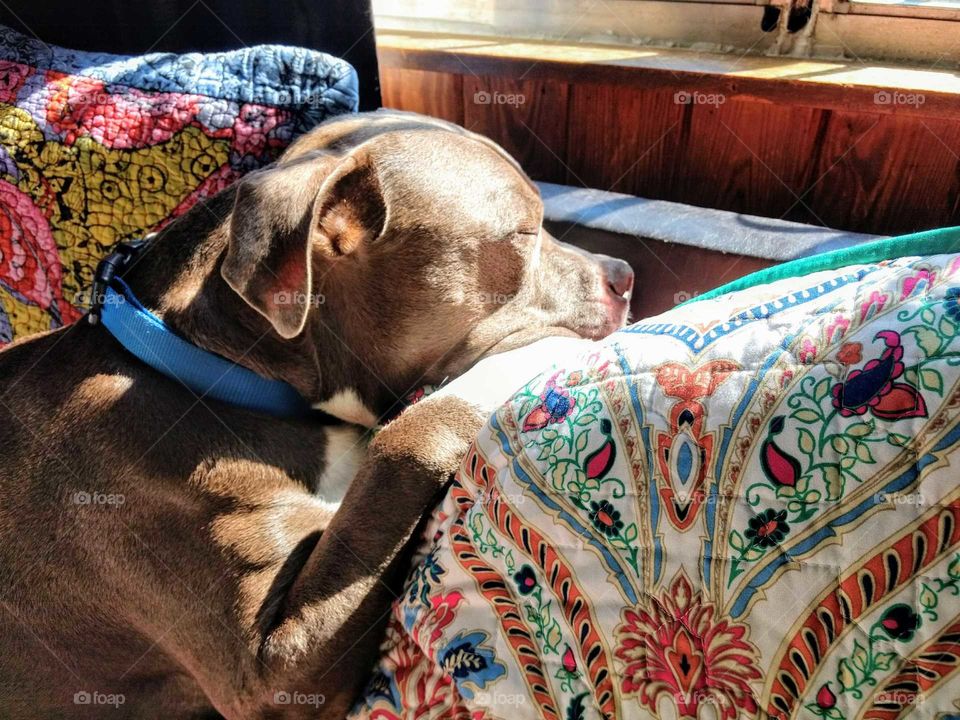 sleeping  sun pillow