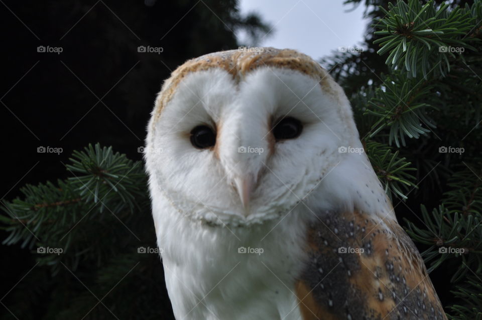 Beautiful barn owl