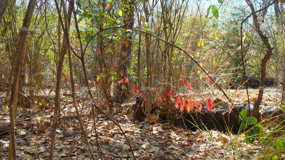 Tree, Leaf, Wood, Nature, Landscape