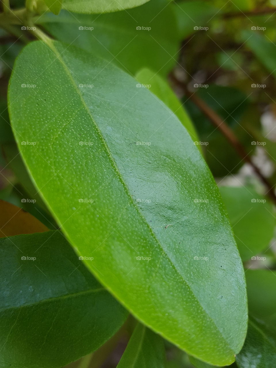 leaf