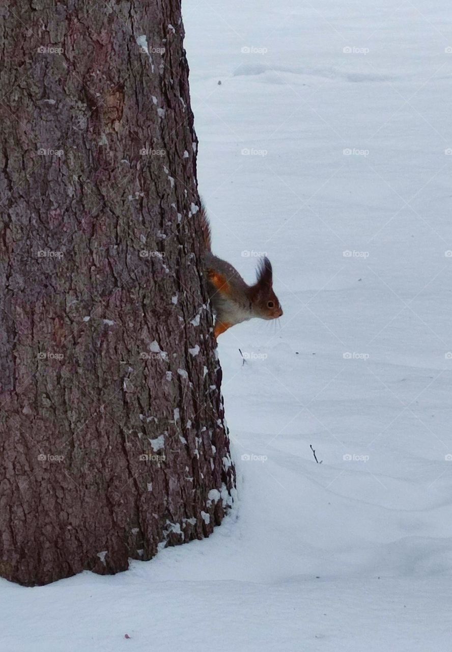 Winter.  Squirrel on a tree trunk