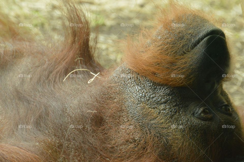 Orangutan at the Columbus Zoo. Such beautiful animals! 🐵🐒