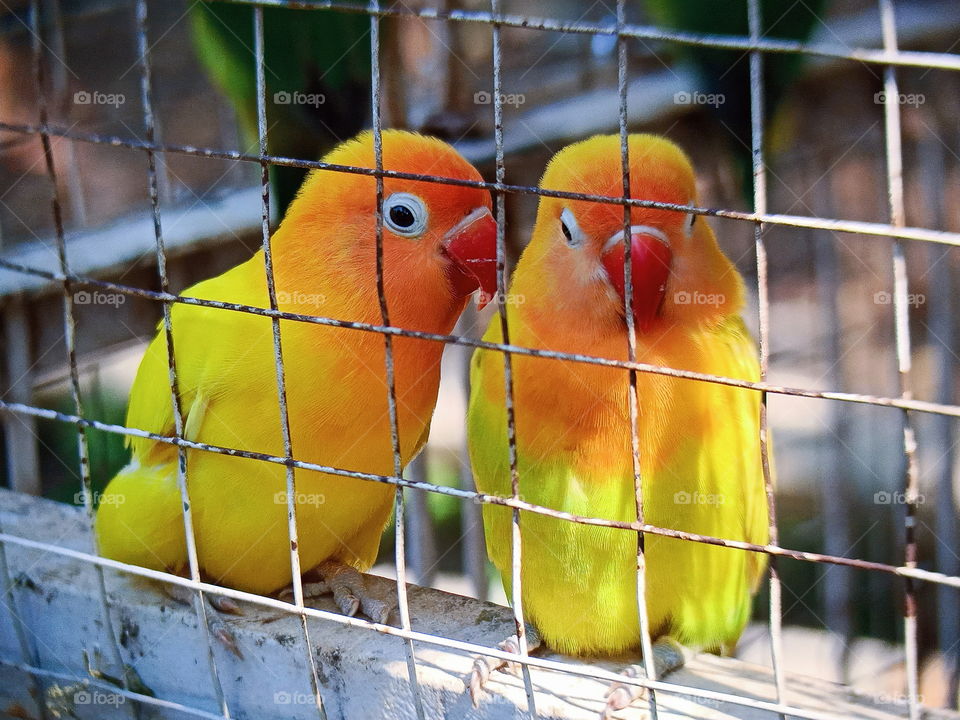 Love Bird