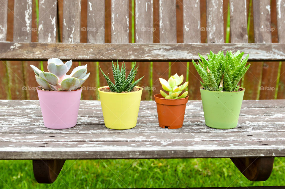 Row of assorted potted cacti on a rustic wooden bench