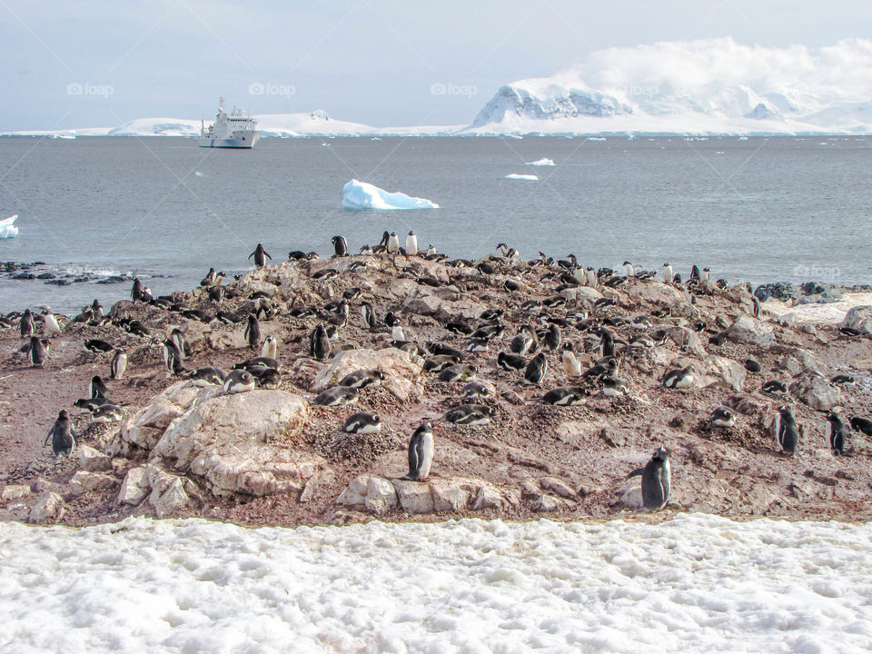 Penguins Nesting With Cruise Ship In The Distance 