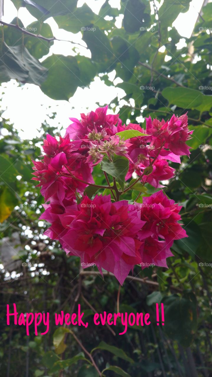 Bougainvilles and happy week