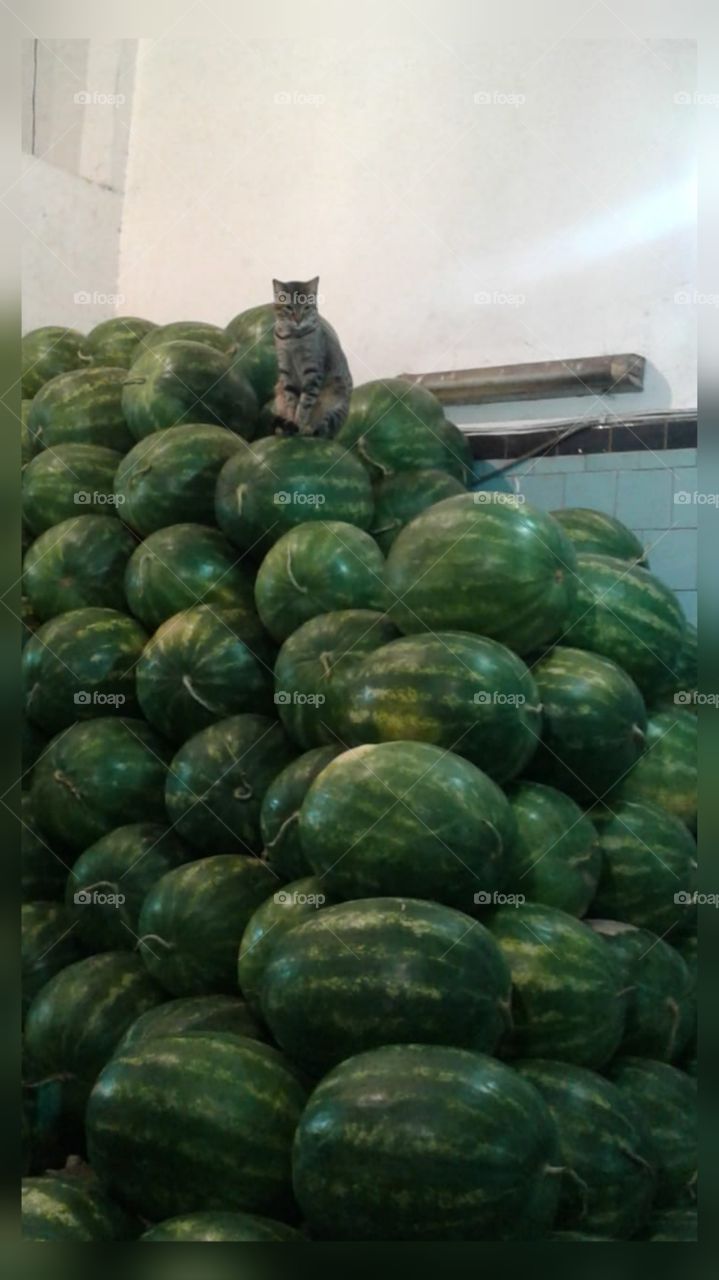 guardador de melancias... mercado de frutas, CADEG/Rio de Janeiro