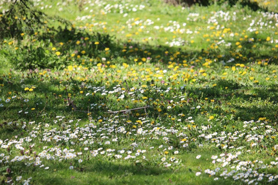 spring flowers