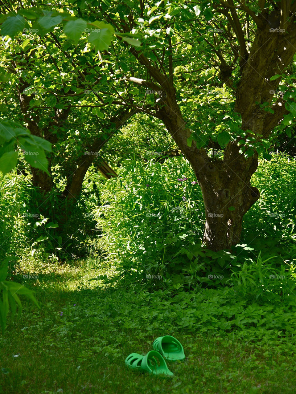 sweden sommar summer trees by ylvafloreman