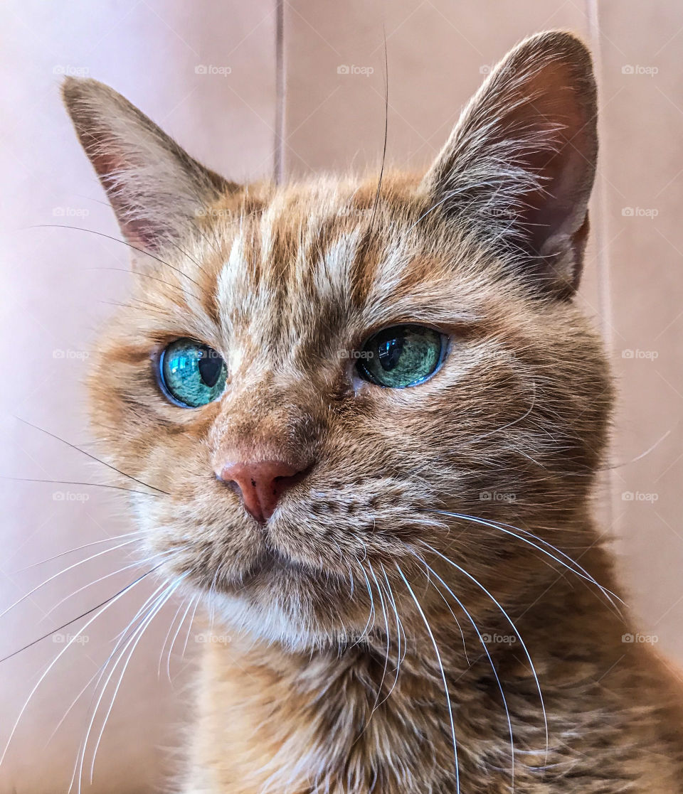 Up-close face of a cross eyed, ginger tabby cat with green eyes 