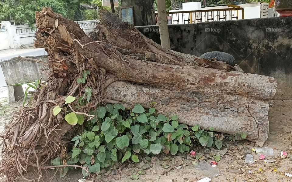 uprooted tree