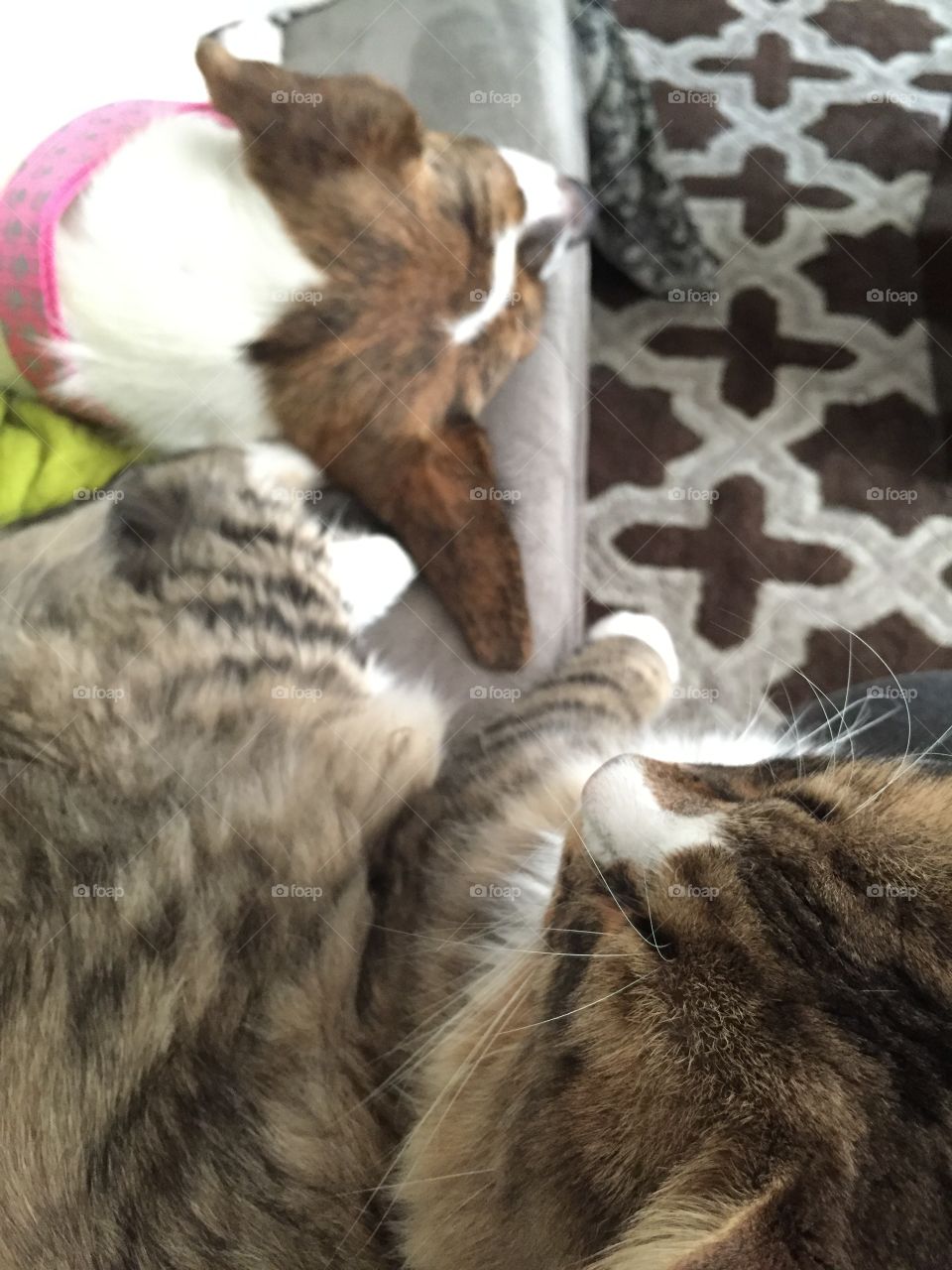An overhead view of Leia the dog and Oscar the cat cuddling