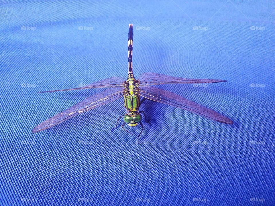 Dragonfly with blue background