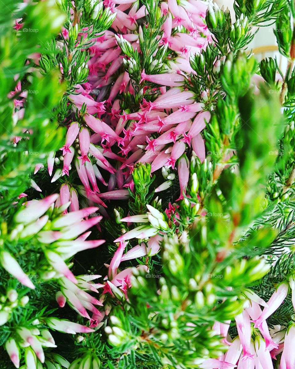 Pink flowering bush