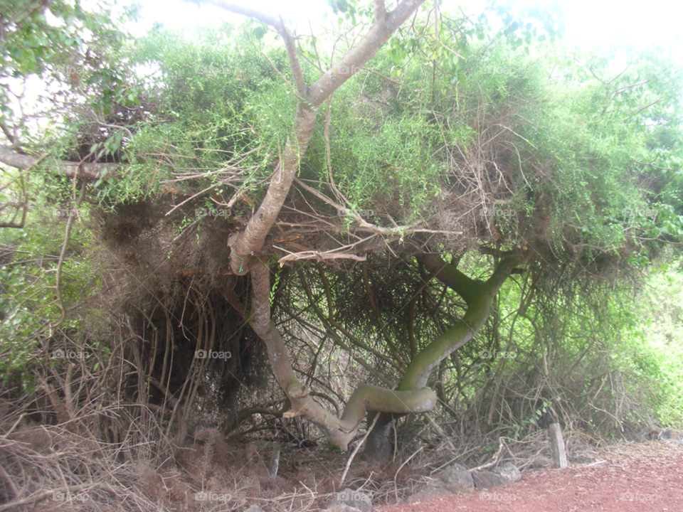 green nature tree bush by izabela.cib