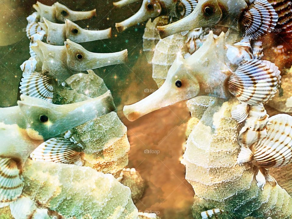 Sea shell art