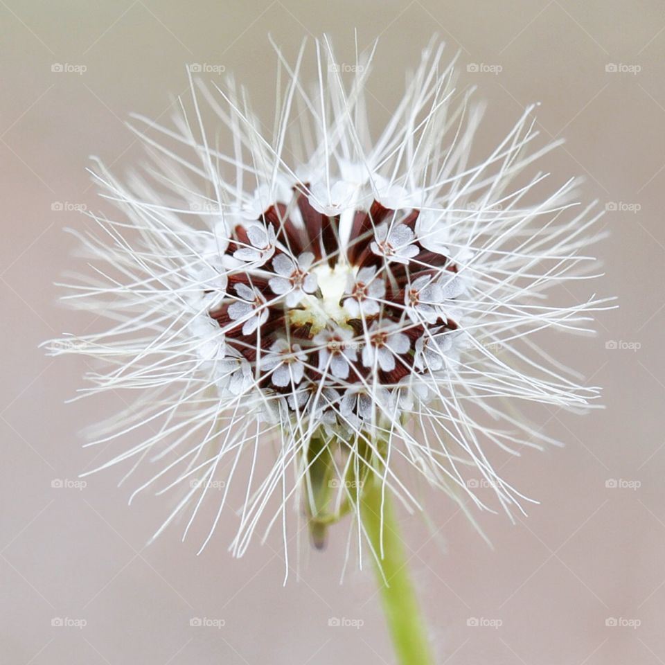 Tiny Florida plant that has many flowers inside. Shot in macro with great detail. 