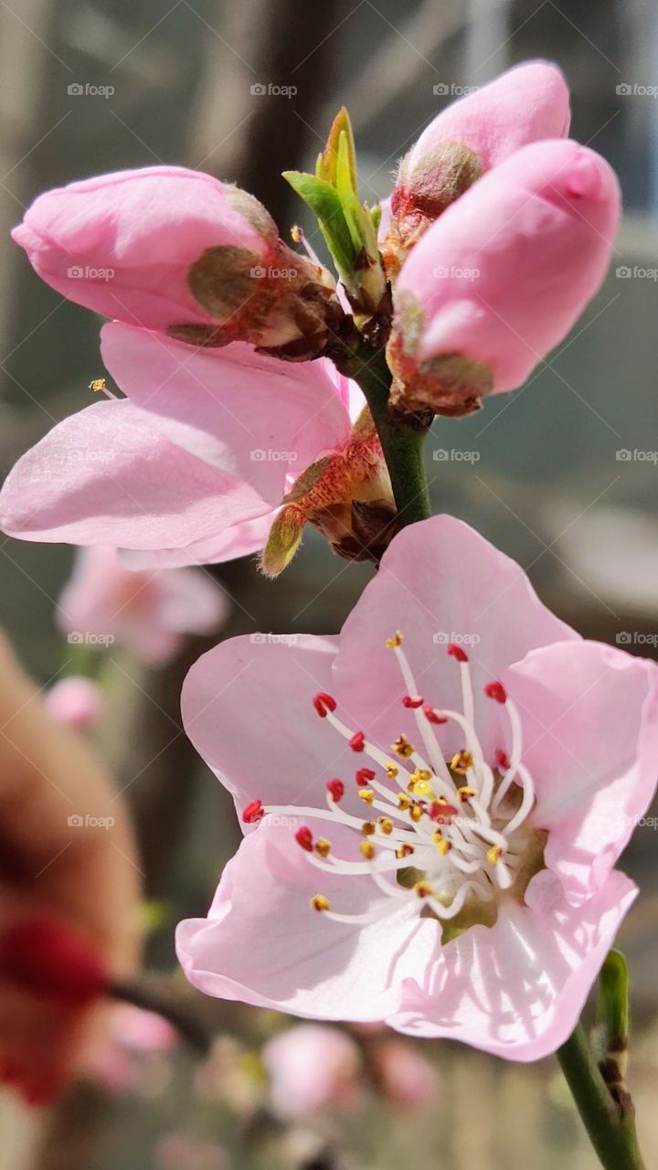 peach blossoms