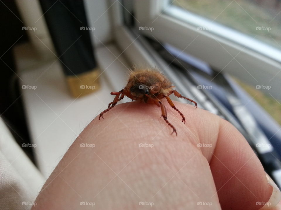 little guy flew into the window and crashed into to the wall head first then fell to the ground.