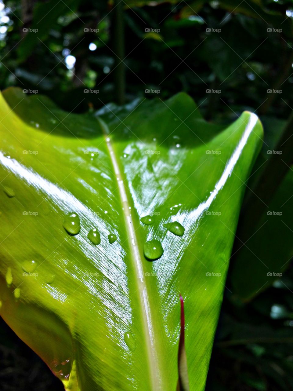 After rain. After rain