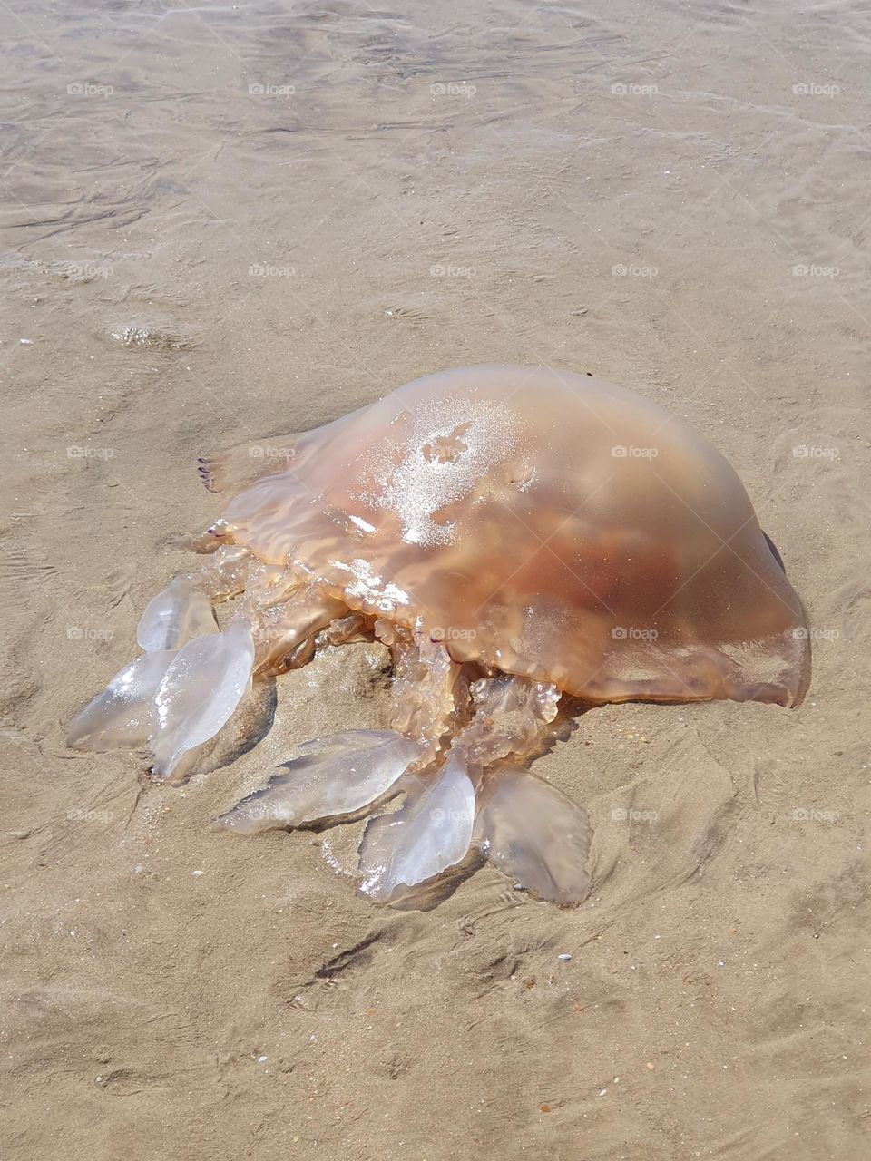 Jellyfish washed up on the beach