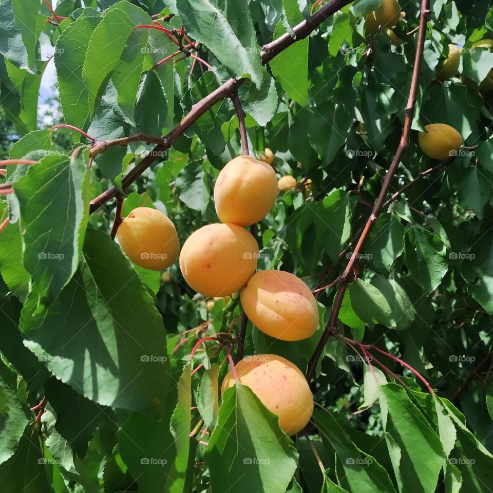 apricots