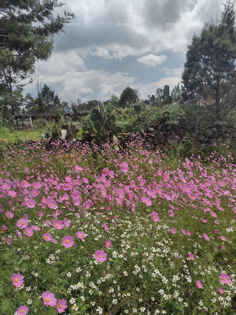 El Campo y flores silvestres