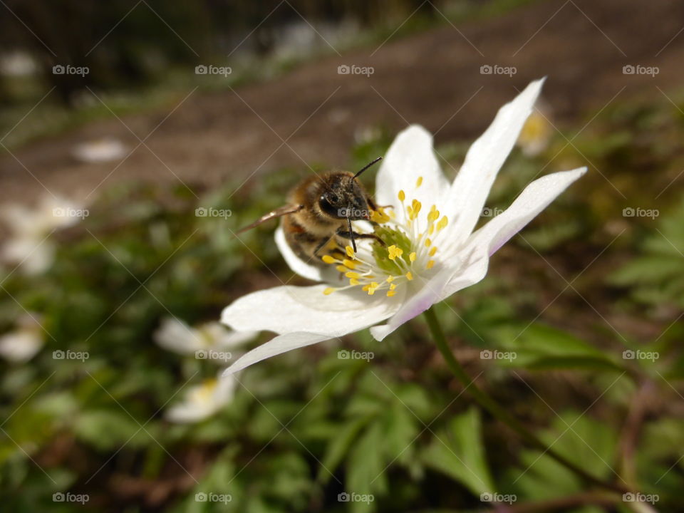 Bee on a anemone