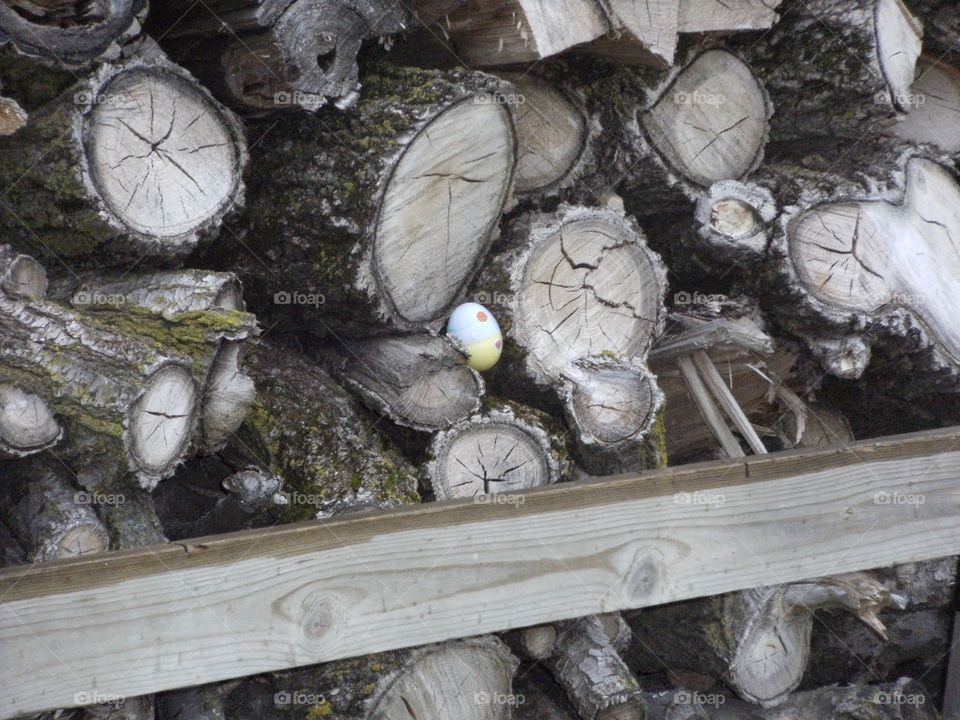 Egg in woodpile