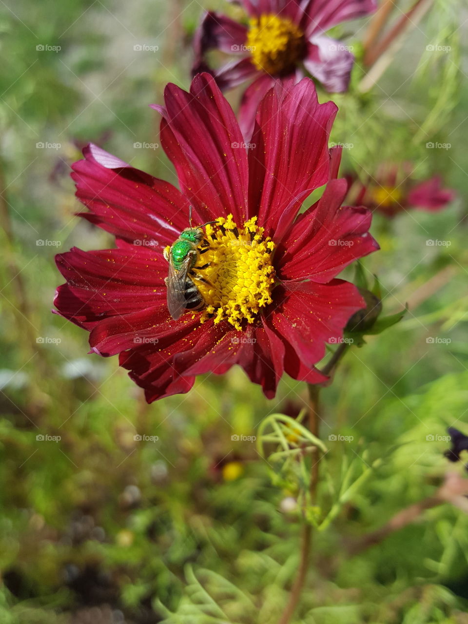 pollination