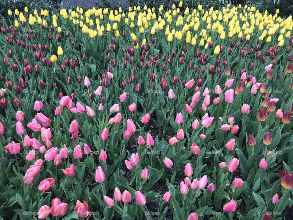 Pink, burgundy and yellow tulips in field